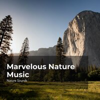 Surrounded by Trees - Nature Sounds & Nature Sounds Nature Music & Sleep Sounds Of Nature