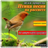 Птица песня на рассвете: звуки природы - Amadeus