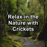 Crickets to Relax with in the Night Loopable - Crickets