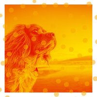 Relaxing Ambiance for Sleepy Pups - Calming Music for Dogs