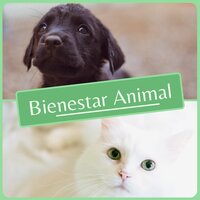 Consentir a tu Perro - Relajación Natural Maestro