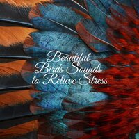 Evening Meditation - Calm Singing Birds Zone