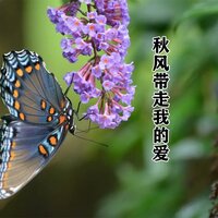 秋风带走我的爱 - 杰哥哥