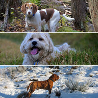 Smooth Jazz Ballad Soundtrack for Dog Care - Dog Calming Music