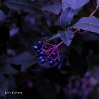Love Forever - Simone Del Freo & Massimo Guidi