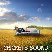 Relaxation - Crickets Sound Orchestra