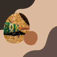 Luxurious Music for Daily Unwinding - Deluxe Elevator Music