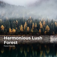 Quiet Tropical Forest - Ambient Forest & Forest Sounds & Rainforest Sounds