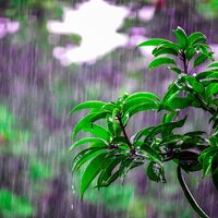 Jungle Rains - Nature Sounds Radio & Entspannungsmusik Meer & Ambient Arena