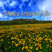 В мире чудес природы - Natural Sample Makers