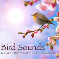 Buddhist Meditation in Music (Birds) - Bird Songs Nature Music Specialists