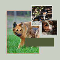 Cuddly (Dog Stress) - Calming Dog Jazz
