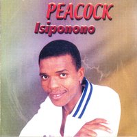 Amasiko - Peacock