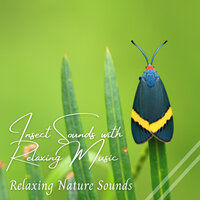 Bugs On Trees - Sounds Of Nature Relaxation & Baby Sleeping Music & nature & Sounds Background
