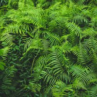 Morning Star - Calming Rainforest Sounds & Sons da natureza HD & Serenity garden