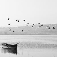Relaxing Sound - Bird Sounds