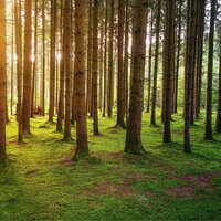 Calm in the Earth - Spa Music & Meditation Collective & Brain Timbre & The Nature Soundscapes
