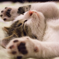 Peaceful Dreams - Ambient Nature White Noise & Tranquility Spa Universe & Heavy Rain Sounds
