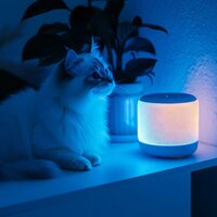 Peaceful Melodies for Sleepy Cats - Spirits of Our Dreams & Calming Music for Cats & Gentle Cat Music