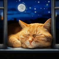La Reconfortante Canción De Cuna Del Gato - El Chamán & Zen que late & Terrícola
