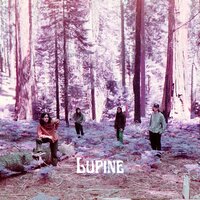 The Sad One - Lupine