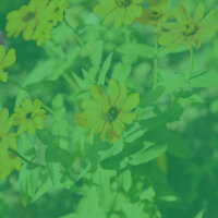 Background for Quiet Tranquility - Armenian Duduk Playlists