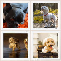 Music (Nurturing) - Dog Music