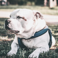 Background for Relaxed Dogs - Dog Music Waves
