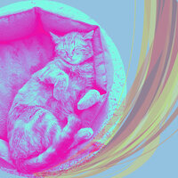 Charming Backdrops for Cozy Kittens - Calming Cat Music
