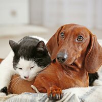 Gentle Sounds for Paws - Happy moments & Ultimate Pet Calm & Classical Music for Pets