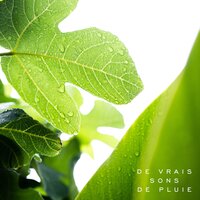 Pas vers la liberté - Musique Douce Academy