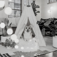 Trio Jazz Soundtrack for Dogs - Separation Anxiety Dog Music