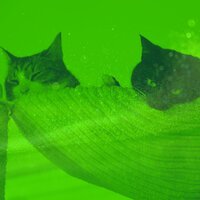 Background for Home Cats - Cat Music Hour