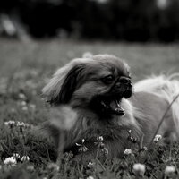 Memories (Dog Anxiety) - Dog Calming Music Background Music