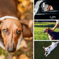 Background for Dog Anxieties - Relax My Dog Music
