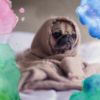 Dream Like Backdrops for Separation from Dogs - Jazz for Dogs