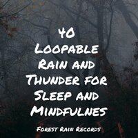 Forest, Evening, Calm, Birds - Sounds of Nature for Deep Sleep and Relaxation & Spa Zen & Yoga Trainer