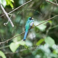 Sounds of the Forest - ASMR Sounds of the Forest