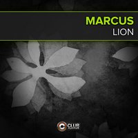 Lion - Marcus