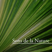 Joie - Chakras Yoga Spécialistes & Massage Music & Massage Music & Chakras Yoga Spécialistes