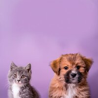 Confort Ponderado Para Mascotas - Buena Mañana & Asistente de melodía animal & Academia de música de mascotas tranquilas