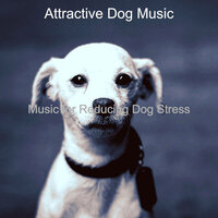 Wondrous Reducing Dog Stress - Attractive Dog Music