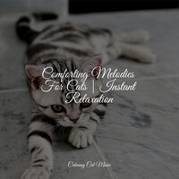 Into the Clouds - Music for Cats Project & Cats Music Zone & Music For Cats