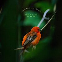 The Sounds of the Rainforest - ASMR Bird Sounds