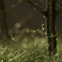 Windy Rain Weather - SleepTherapy & The Sleep Principle & Chakra Balancing Sound Therapy