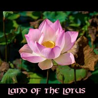 Yellow Lotus - Junk