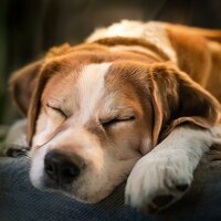 Música Para Cachorros Pacíficos - Huellas Musicales & Perros en casa & Radio Musica Relajante Para Perros