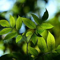 Cayendo - Sonido De La Naturaleza