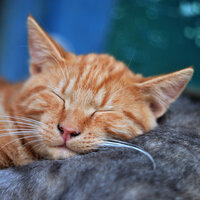Evening Calm - Weather Sounds & Avslappning Sound & White Noise for Deeper Sleep