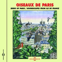 Criquet mélodieux - Frémeaux Nature